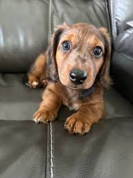 Mini dapple puppy loves playing with big brother