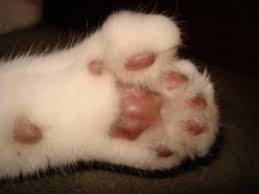 Polydactyl cats may have as many as eight toes on each paw! Polydactyl Cats Personality Traits All To Do With Cats