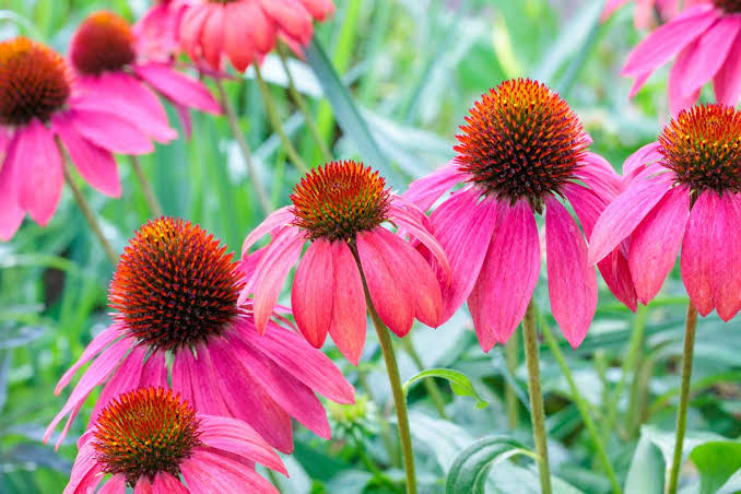 7 Flowers and Shrubs That Bloom in September for a Stunning Fall Garden
