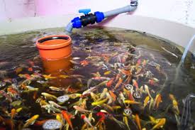How To Choose The Right Fish Tank In Aquaponics Aquaponics For Beginners