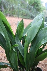 Image result for Aspidistra
