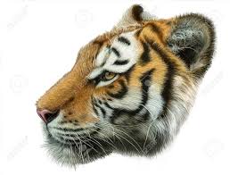 Tiger Kopf Seitenansicht Hand Zeichnen Und Male Farbe Auf Weissen Hintergrund Illustration Lizenzfreie Fotos Bilder Und Stock Fotografie Image 74417430