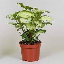 Some butterfly houses also feature other insects and arthropods. Syngonium Podophyllum White Butterfly Is Also Known As The Goosefoot Or Arrowhead Plant Because Of The Shape Of Its Foli Plants House Plants Butterfly Plants