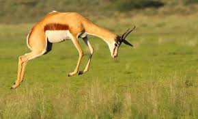 Horned Deer Like Animals Animals Deer Like Animals African Animals