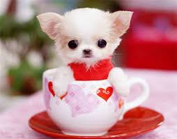 Check spelling or type a new query. 30 Adorable Animals Inside A Cup