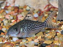 Image result for Monotes elegans