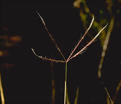 Image result for Enteropogon