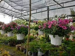 Hospital shah alam pilihan aku bersalin anak kedua via www.miszrockers.com. Alya Nursery Landscape Home Facebook