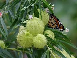 Rare Swan Plant Milkweed Family Jewels Asclepias Physocarpa 20 Seeds Milkweed Plants Asclepias