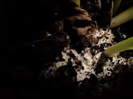 Perlite can take the place of a variety of lightweight construction materials such as clay, shale always check the ingredients in your potting soil. Weird White Egg Like Things In Potting Soil Album On Imgur