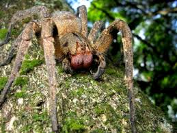 We've got all the hogwarts mystery answers! Spiders Araneae Sciencedirect