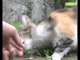 Kedi Parazitleri Insanlara Bulasir Mi Sevcil Com Youtube
