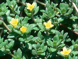Image result for Portulaca centrali-africana