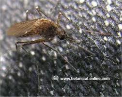 May 12, 2021 · another common species, the asian tiger mosquito (aedes albopictus), has an average lifespan of 30 to 40 days. Breeding Places Of Asian Tiger Mosquito Botanical Online