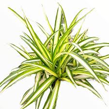 Image result for Chlorophytum silvaticum