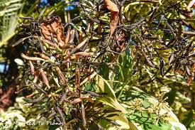 Image result for Pisonia