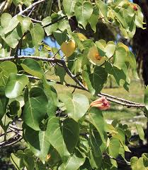 Image result for Thespesia populneoides