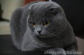 Kul Rengi Disi Scottish Fold 2336297 Alalimsatalim Com