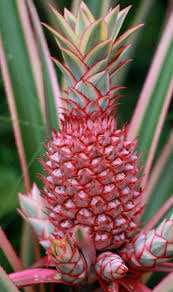 Made this for a baby shower. Pink Pineapple Plant Learn Growing And Care Of Ananas Comosus
