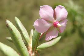 Image result for Sauvagesia