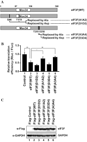 Georgian transliteration and virtual keyboard. A Cyclin Dependent Kinase Cdk11 P58 Represses Cap Dependent Translation During Mitosis Springerlink