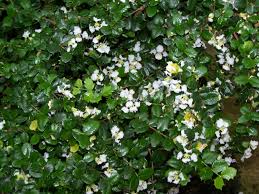 Image result for Malpighiaceae