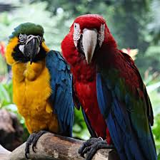 Corner and edge wear to dust j isbn 9780701800246 item price $ Parrots Of The World Ø¹Ø§Ù„Ù… Ø§Ù„Ø¨Ø¨ØºØ§Ø¡ Home Facebook