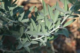 Image result for Eriosema monticola