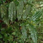 Image result for Lasianthus kilimandscharicus