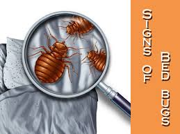 See bathroom bugs identification advice bugs and pests commonly found in the bathroom. 9 Bed Bug Signs Symptoms In Your Home Pest Wiki