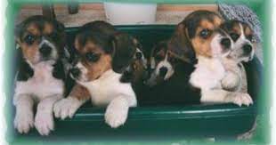Compare prices & save money on tripadvisor (the world's largest travel website). River Bottom Beagles Litchfield Mn Beagle Puppy Beagle Puppies