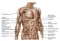 Female » muscles of the chest diagram female chest muscles diagram anatomy human body categories: Female Chest Muscles With Labels On White Background Western Script Inguinal Ligament Stock Photo 200634548