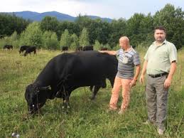 A receita de panqueca de carne é maravilhosa! VÄƒcuÈ›e Angus Implantate In È›ara Zimbrilor Afacerea Cu Vaci De Carne PornitÄƒ De Doi Prieteni Cu 120 000 De Lei