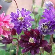 Pin On Perennial Flowers