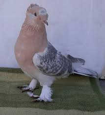 Pin Van Blt Blt Op Guvercin Pidgeon