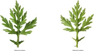 Image result for Parthenium