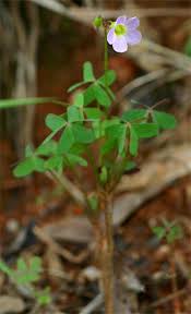 Image result for Oxalis semiloba
