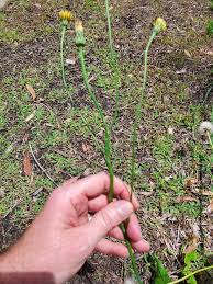 Image result for Hypochaeris