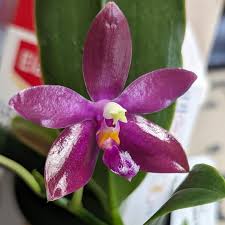 Image result for Indigofera pulchra