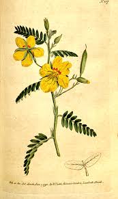 Image result for Chamaecrista falcinella