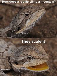 Reptile Meme In 2021 Reptiles Nature Memes