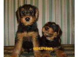 Airedale Terrier 26 Airedale Terrier Kopek Ayi