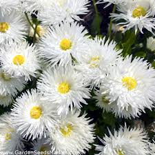 Check spelling or type a new query. Crazy Daisy Snowdrift Seeds Chrysanthemum Maximum Fl Pl 160 Seeds Garden Seeds Market Free Shipping
