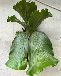 Image result for Platycerium elephantotis