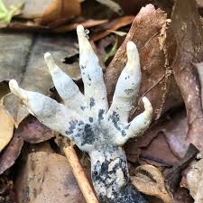Image result for Xylaria polymorpha