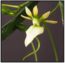 Image result for Jumellea usambarensis