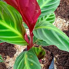 Website download gambar berkualitas tinggi. Terb Ru Bibit Tanaman Hias Daun Calathea Zebrina Zebra Hijau Bibit Tanaman Shopee Indonesia