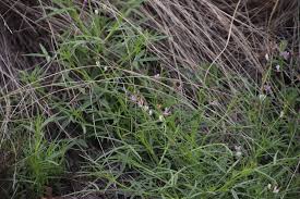 Image result for Cleome rubella