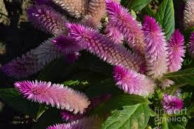 Now there's this mixture of purple and green fuzziness of the flowers that's going to bloom. Purple Fuzzy Plant Photograph By Belinda Stucki