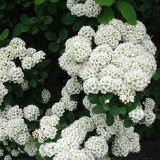 First of all, it pairs very well with any of the larger varieties of butterfly bushes as a lower level in the bed. Some Favorite Cold Zone Shrubs